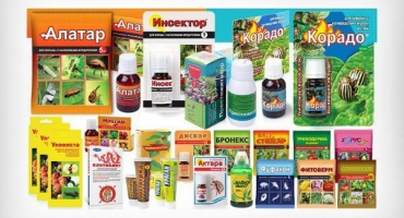 Jak se vypořádat se škůdci a chorobami zelí?